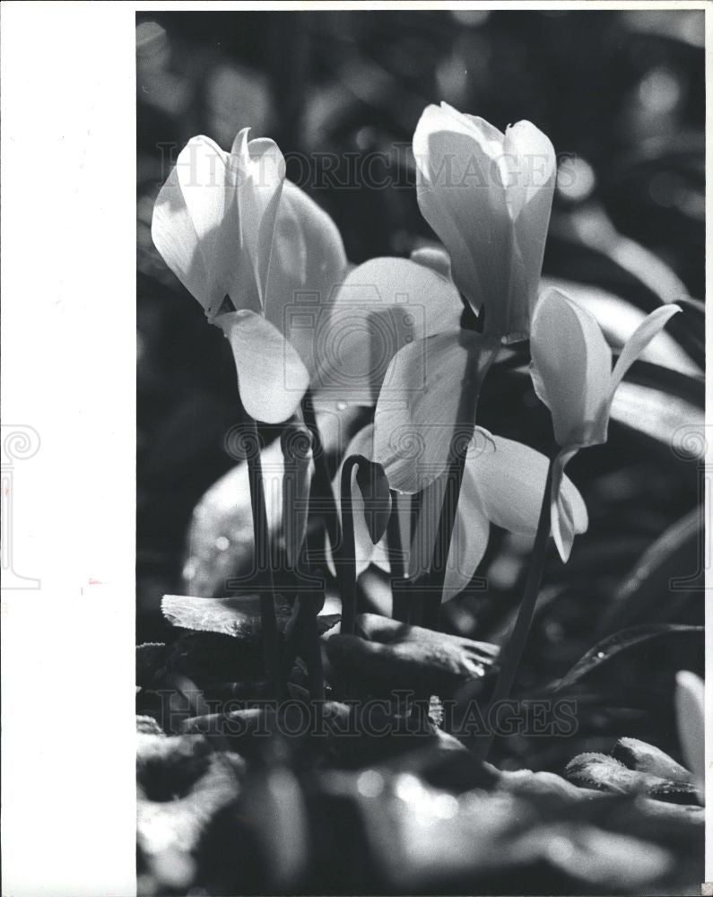 1982 Press Photo Flower Lily Easter Lilies Lilys Lilium - Historic Images