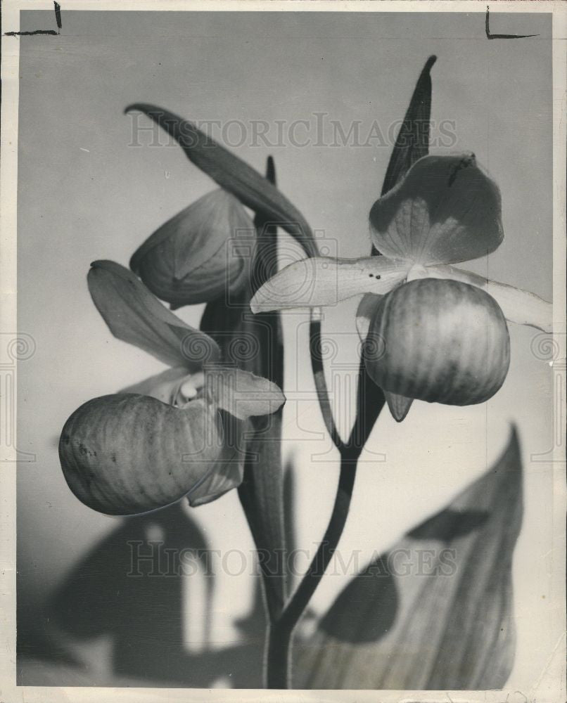 Press Photo Showy Ladies Slipper - Historic Images