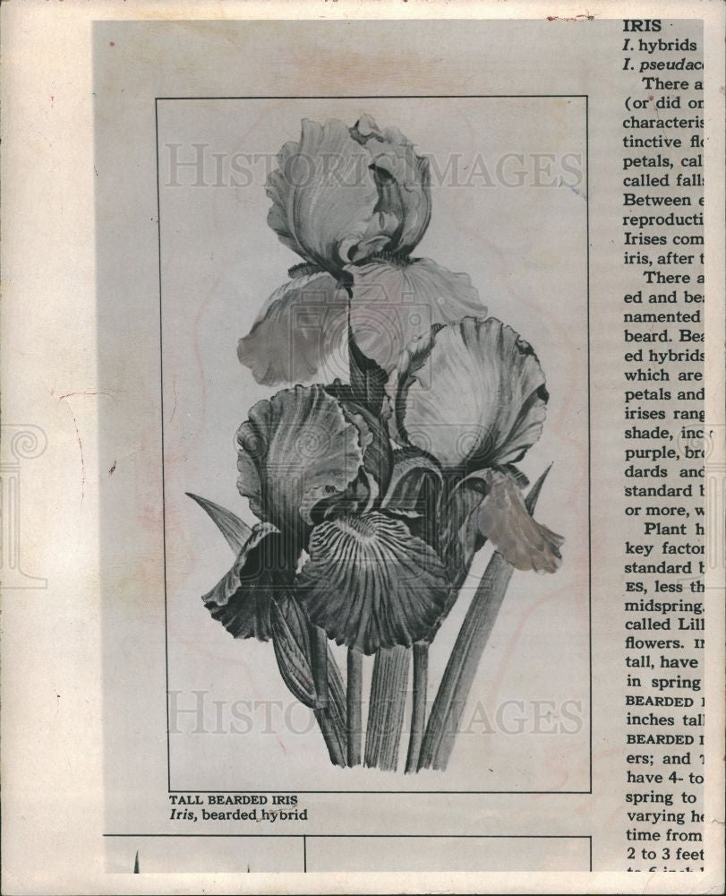 1973 Press Photo Bearded Iris Flower hybrid tall divide - Historic Images