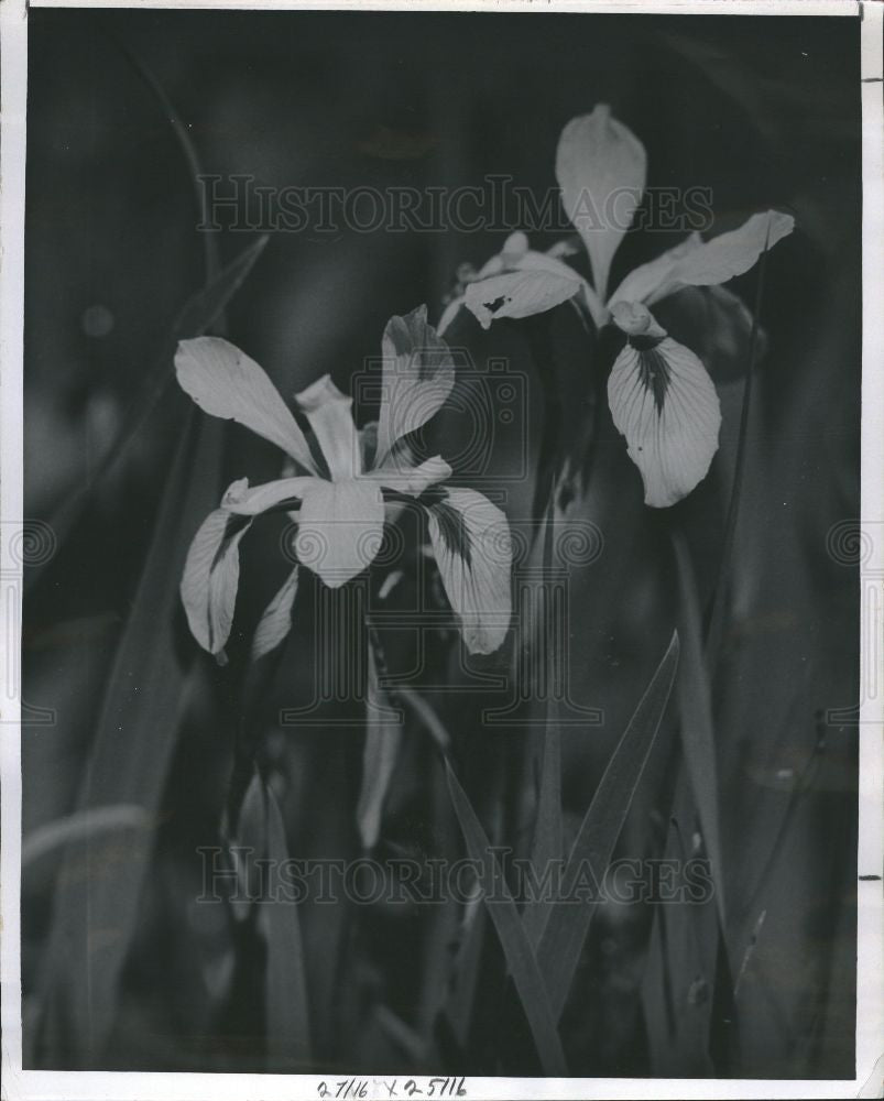 1961 Press Photo Blue Flag Michigan wild Iris meadows - Historic Images