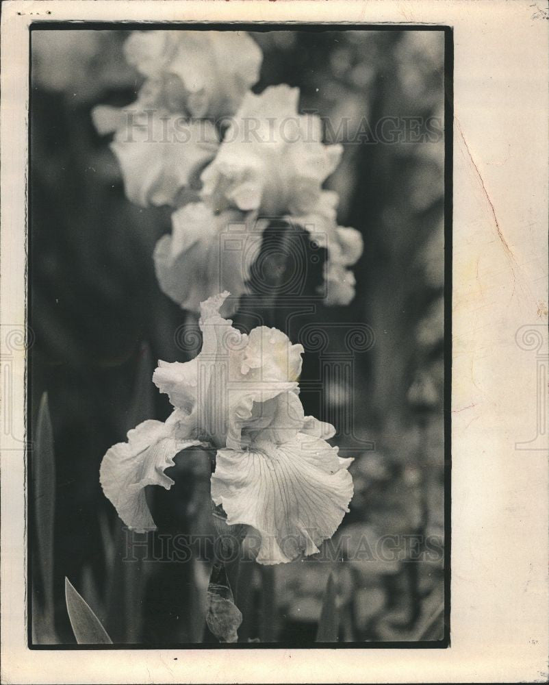 1988 Press Photo Iris Flower Hemerocallis - Historic Images