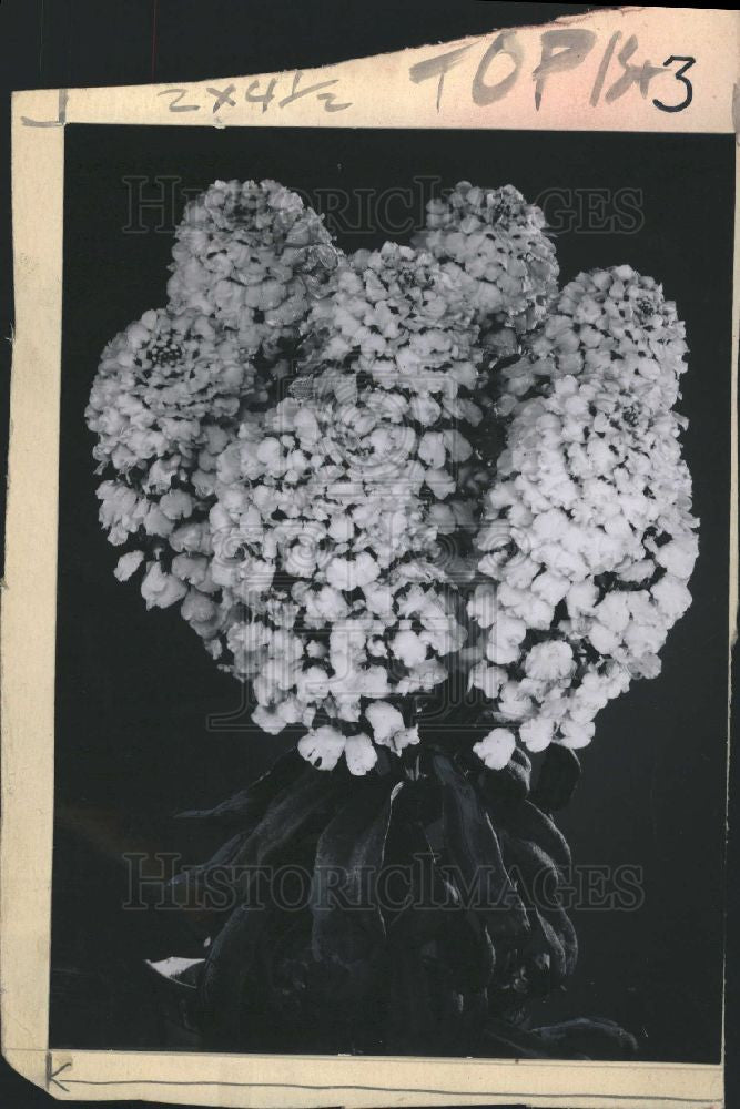 1958 Press Photo Hyacinth flowers - Historic Images