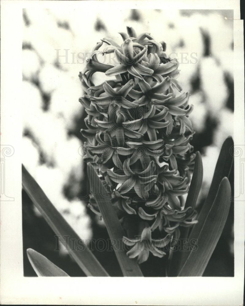 Press Photo hyacinth flowering bulbs garden plants - Historic Images