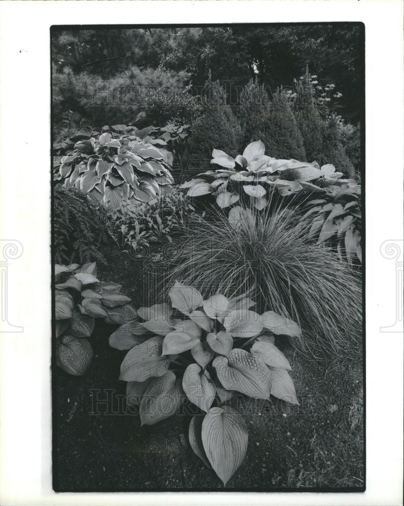 1991 Press Photo Flower-Hosta - Historic Images