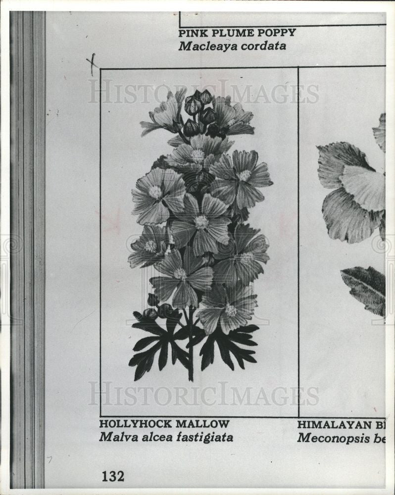 1979 Press Photo flower, mallow,hollyhock,fastigiata - Historic Images