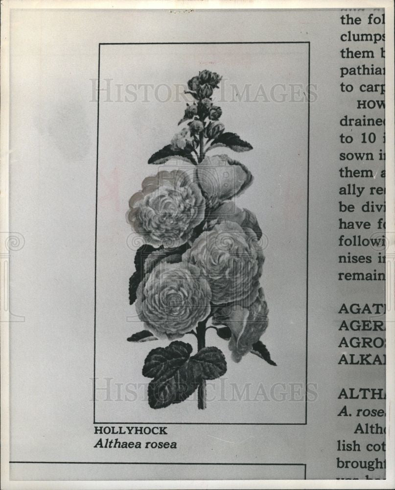 1974 Press Photo Flower-HollyHock - Historic Images