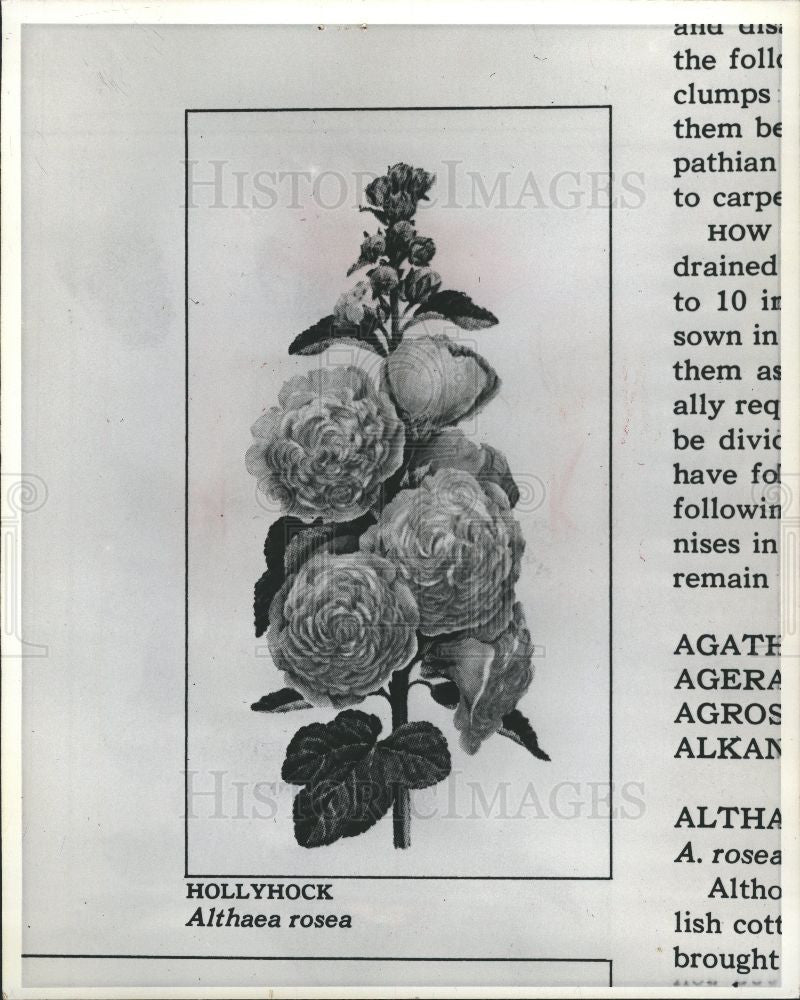 1975 Press Photo Flower Hollyhock - Historic Images