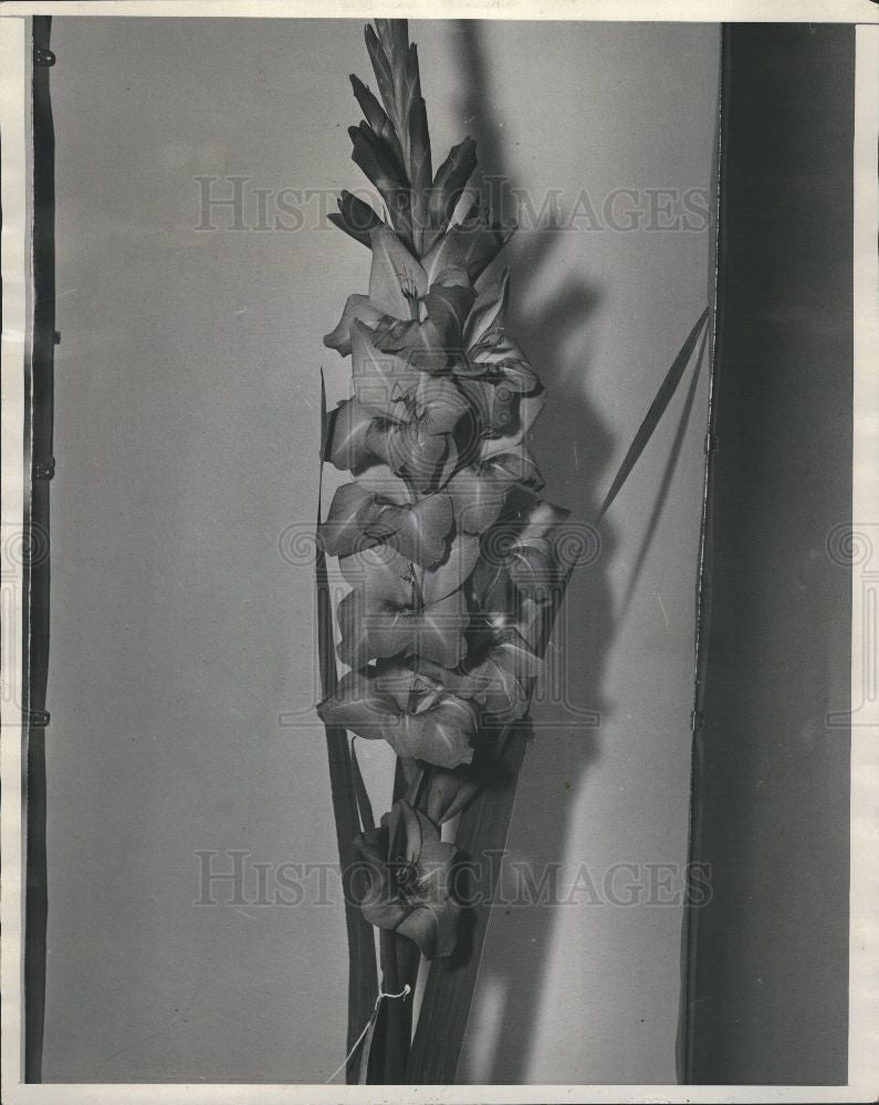 1938 Press Photo flower gladiola - Historic Images