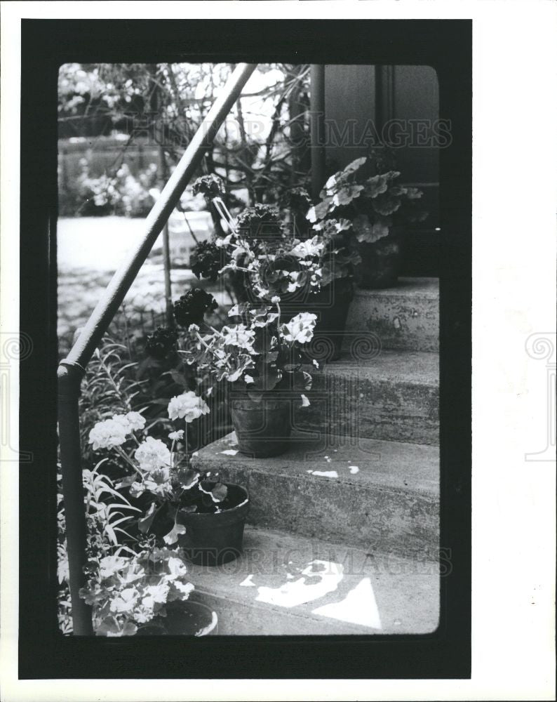 1991 Press Photo Flower Geranium Pots Cranesbill - Historic Images