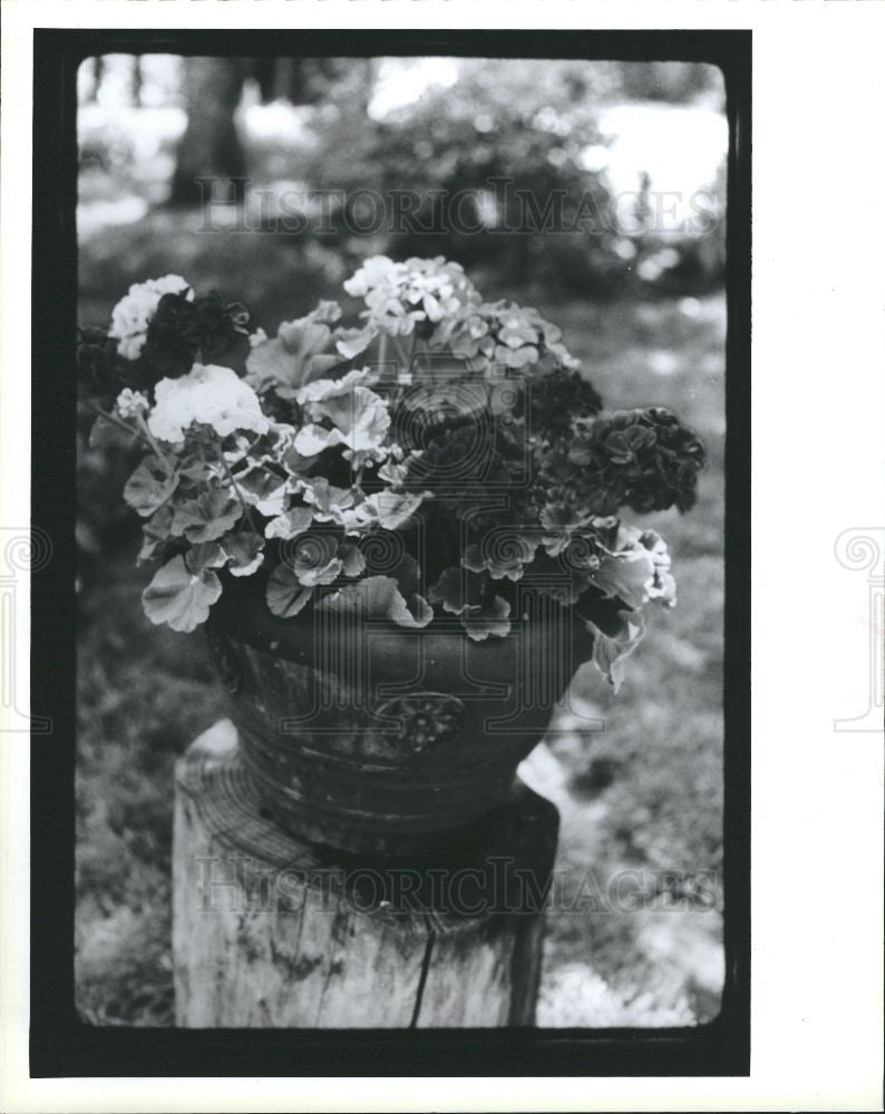 1991 Press Photo Geranium Pot Flower Flowers Cranesbill - Historic Images