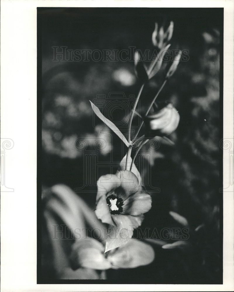 1986 Press Photo Flower Flowers Prairie Gentian - Historic Images