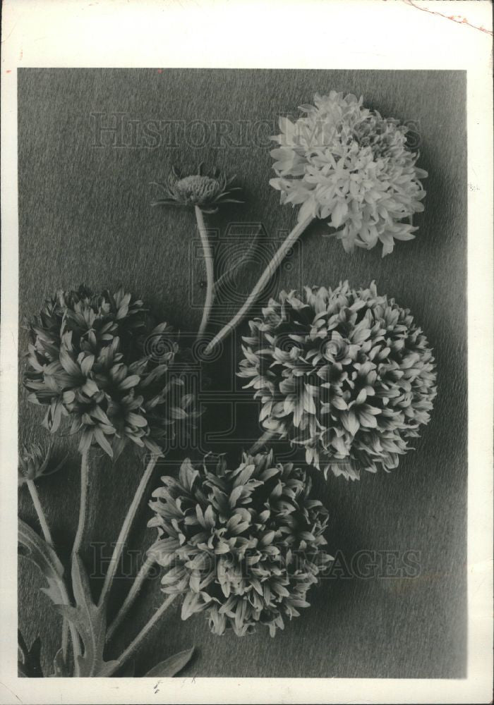 1958 Press Photo Flower Gaillardia Lorenziana bicolored - Historic Images