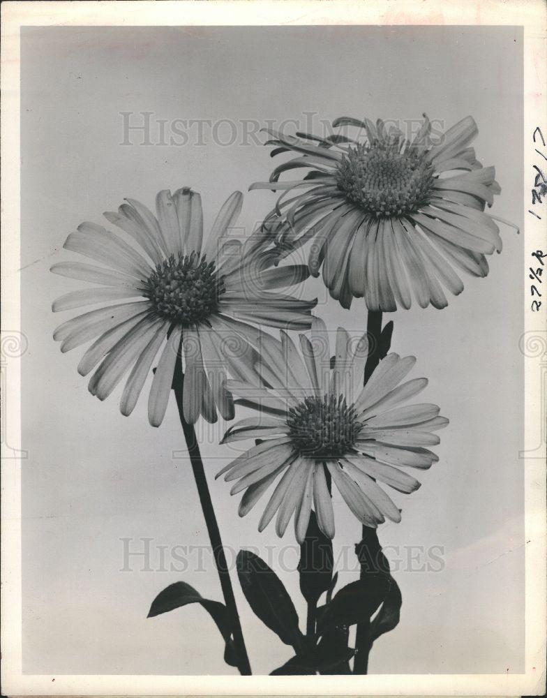 1988 Press Photo Flower Daisy - Historic Images