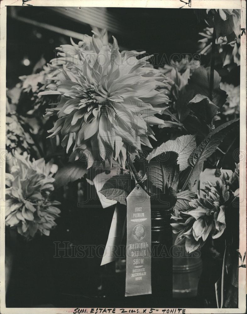 1978 Press Photo Dahlia Flower - Historic Images