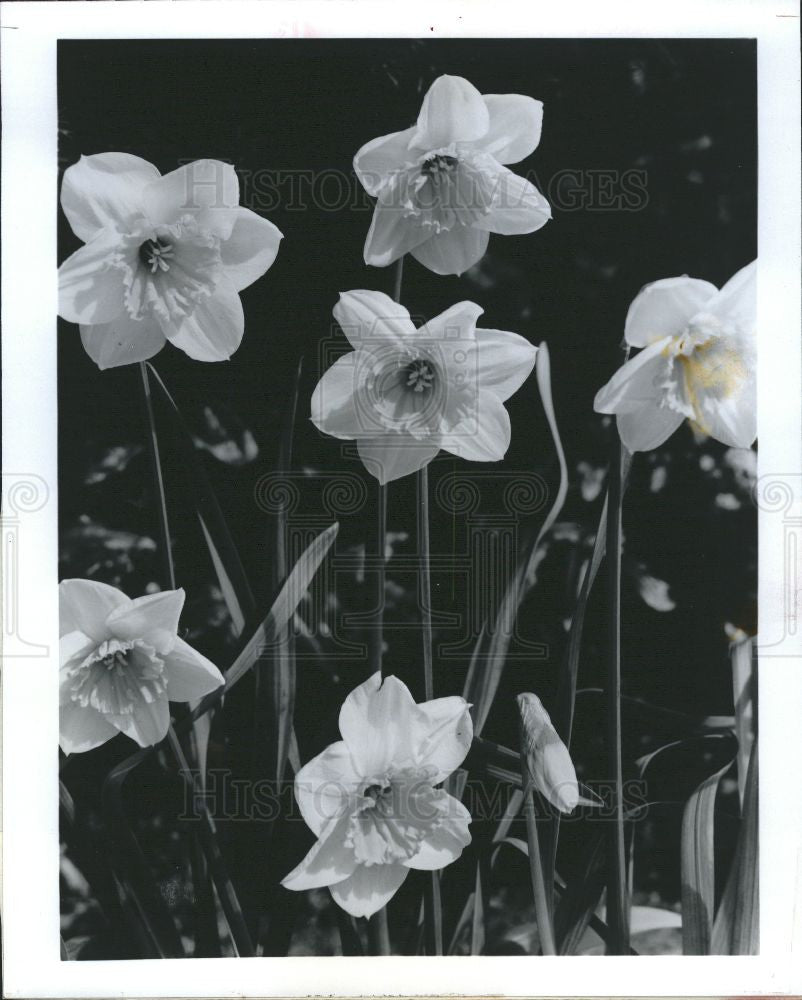1985 Press Photo Daffodils Flowers Spring Narcissus - Historic Images