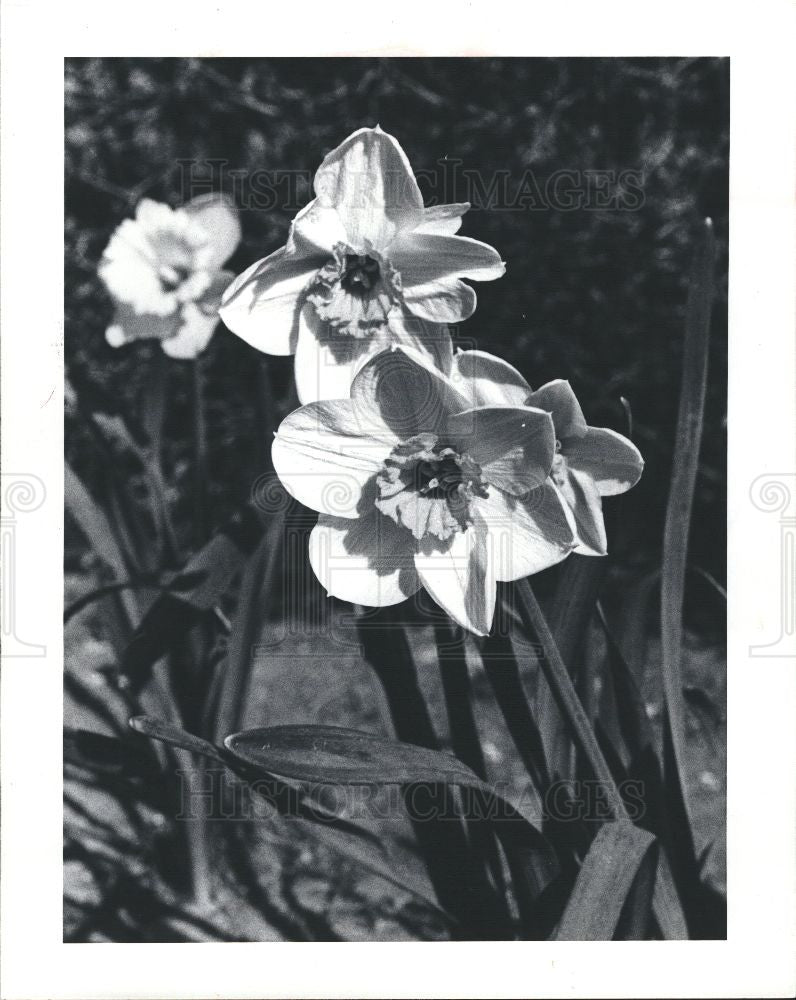 1982 Press Photo Narcissus, Daffodil flowers - Historic Images