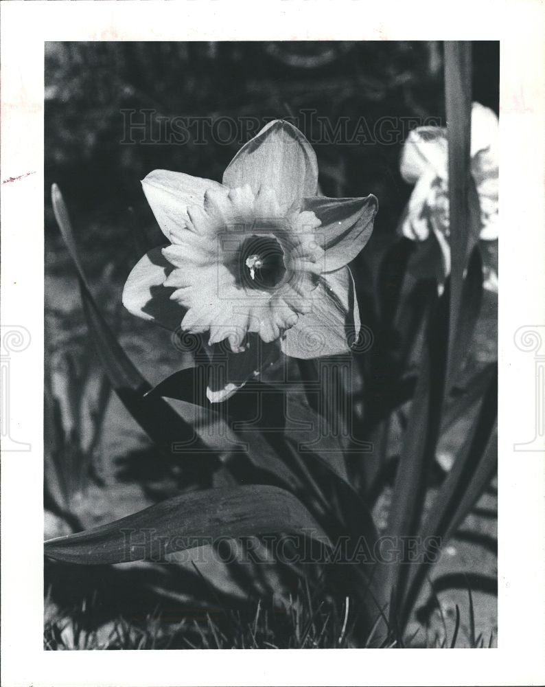 1982 Press Photo A Row of Daffodils Blossom - Historic Images