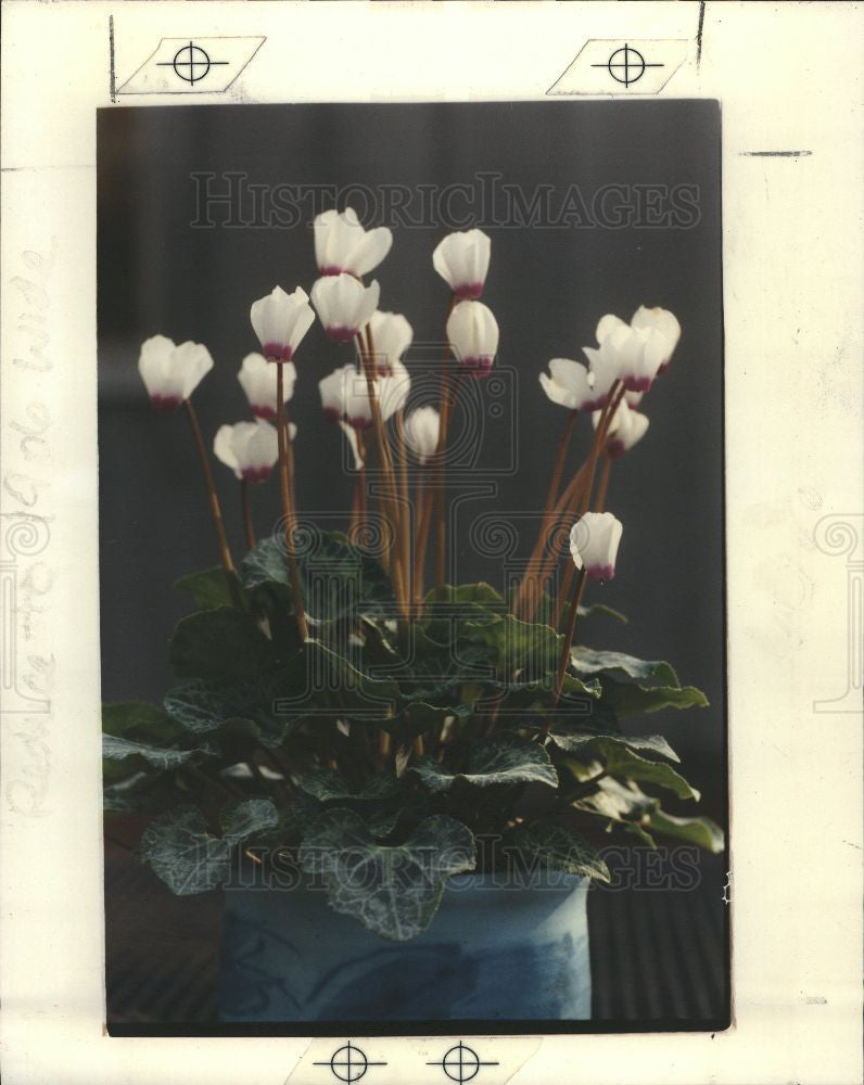 1992 Press Photo cyclamen flower - Historic Images