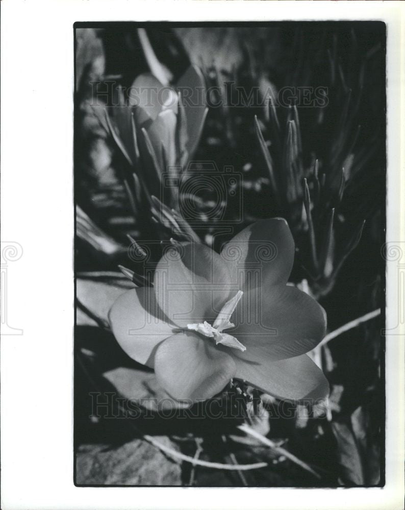1991 Press Photo crocus perennial flowering bulb garden - Historic Images