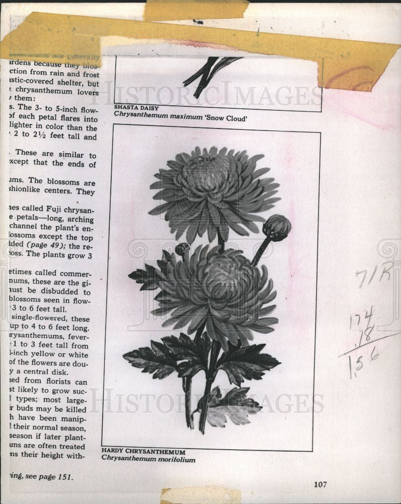 1973 Press Photo Hardy Chrysanthemum - Historic Images