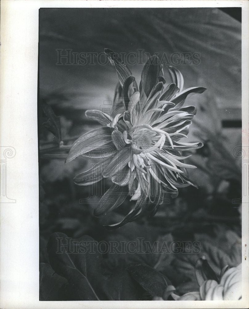 1973 Press Photo Chrysanthemum showy blossom flower mum - Historic Images