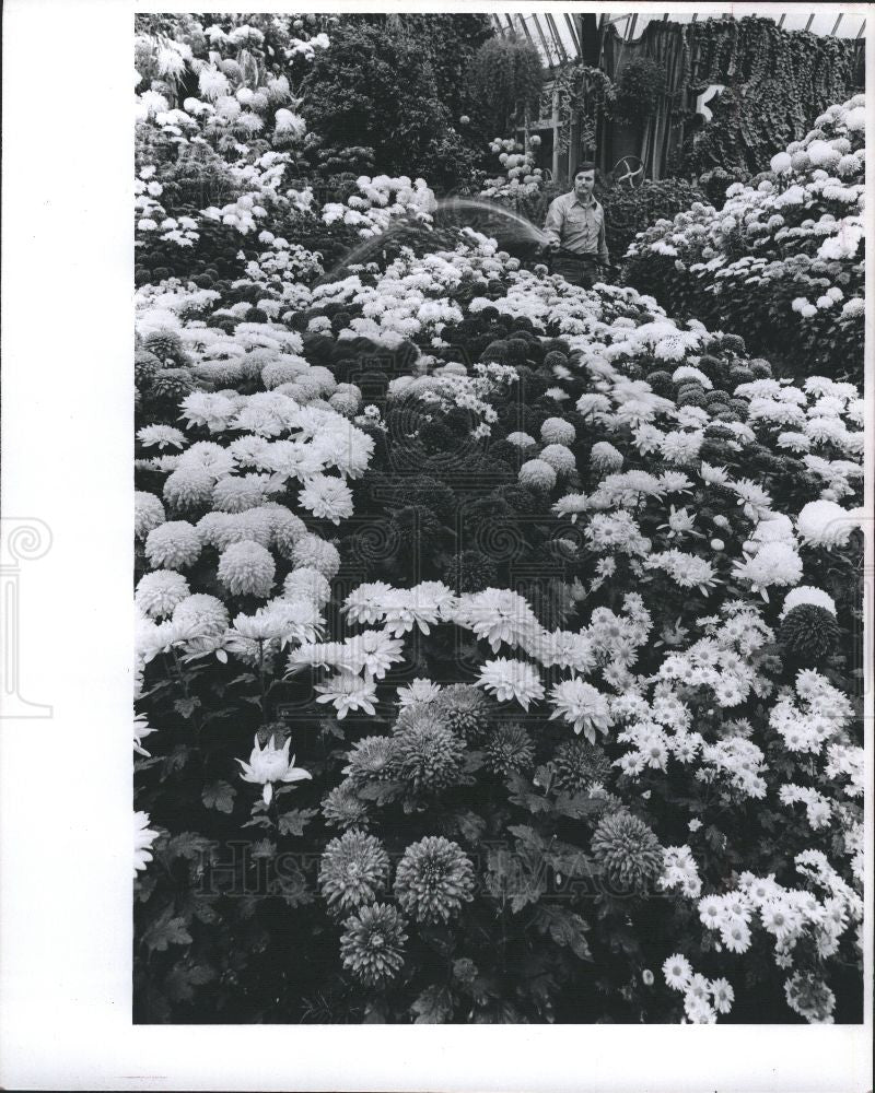 1977 Press Photo Flower chrysanthemum - Historic Images