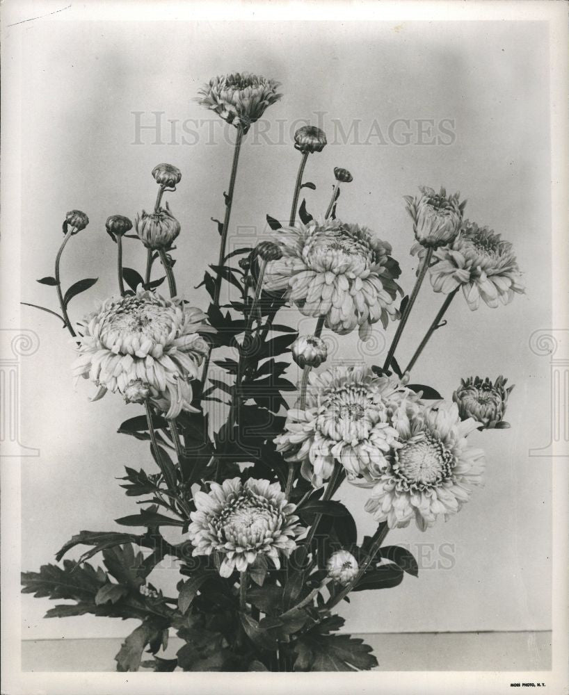 1952 Press Photo Chrysanthemum - Historic Images