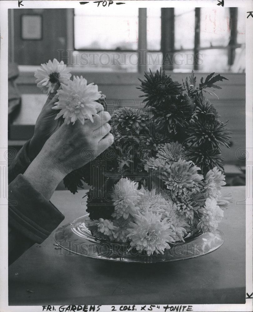 1955 Press Photo Chrysanthemums flowers friday garden - Historic Images