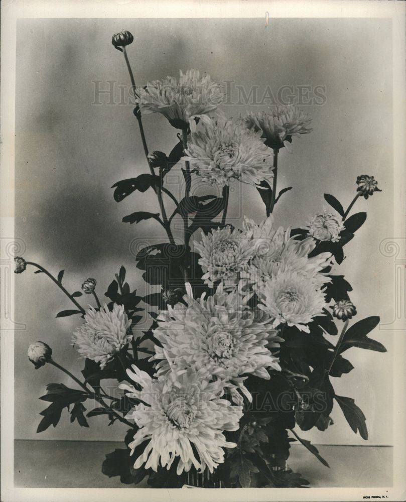 1959 Press Photo Chrysanthemums mums flowers - Historic Images
