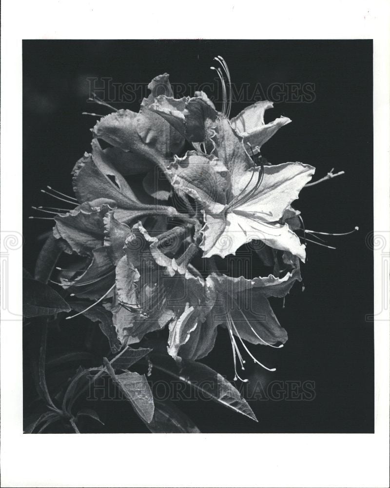 1982 Press Photo azaleas flower - Historic Images