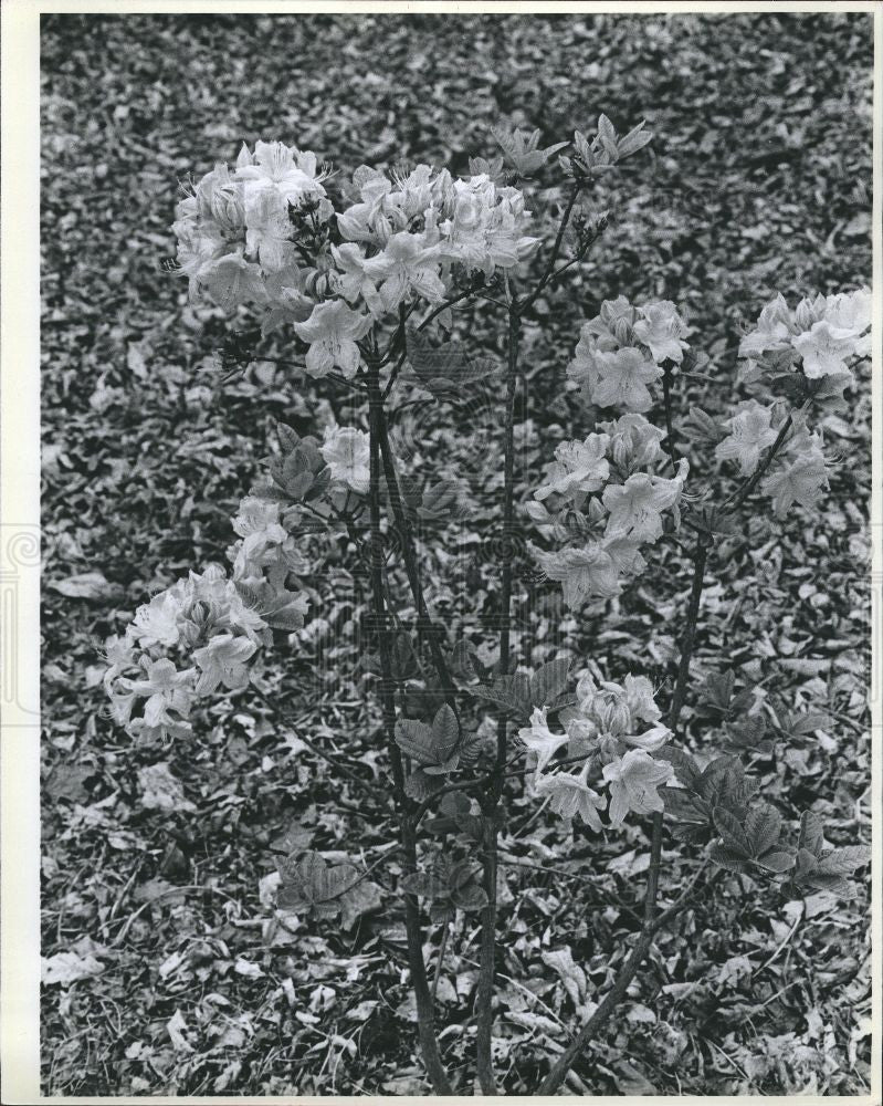 Press Photo Azaleas - Historic Images