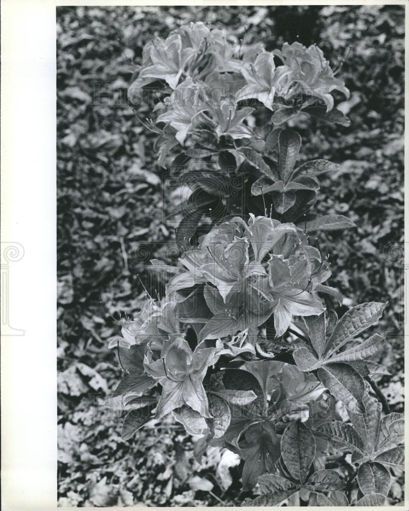 1986 Press Photo Azalea Plant Flower - Historic Images