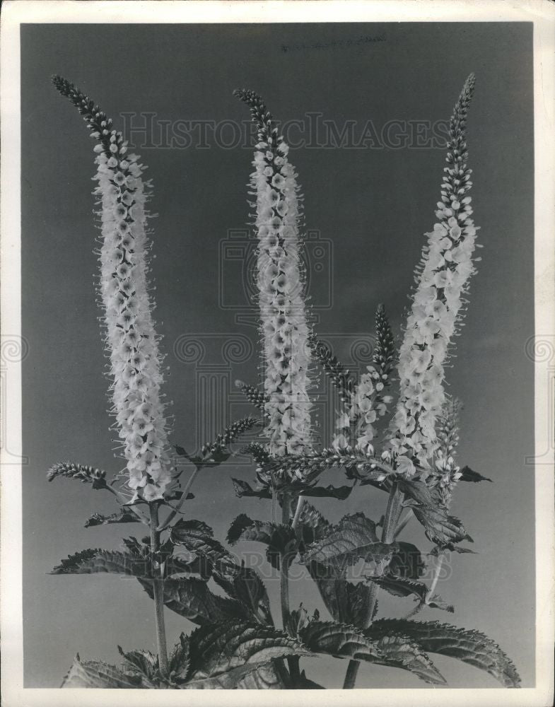 1949 Press Photo Flower - Historic Images