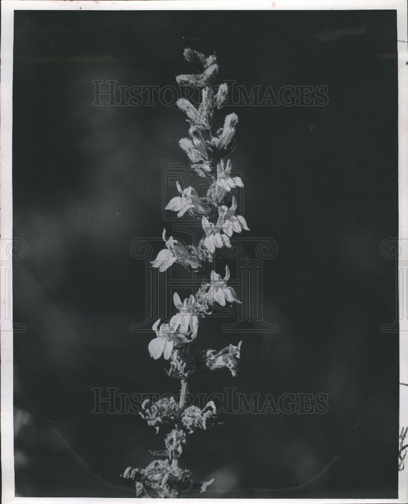 1958 Press Photo Great Blue Lobelia siphilitica flower - Historic Images