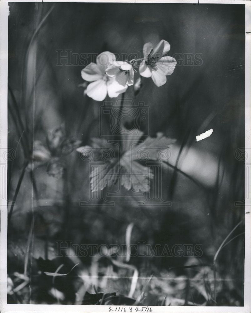 1961 Press Photo wild geranium oakland lake - Historic Images