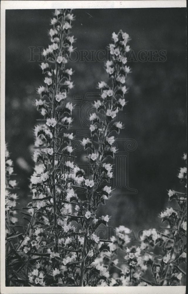 1948 Press Photo Flower - Historic Images