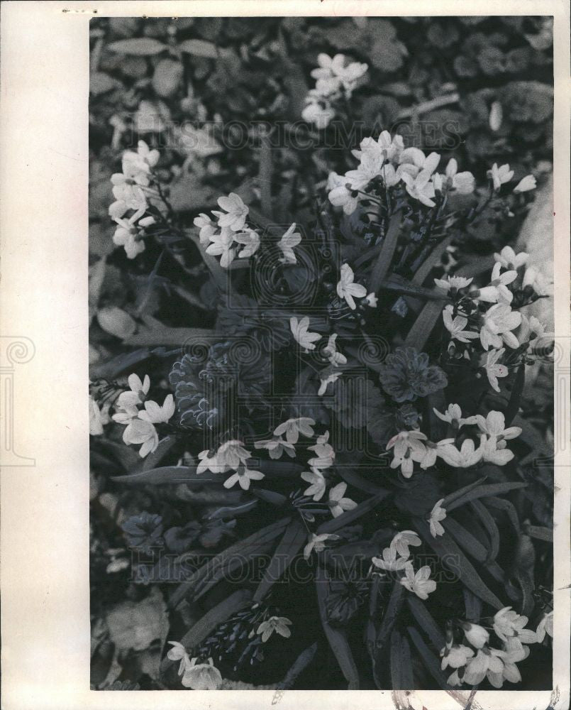1973 Press Photo Flowers bloom spring beauty - Historic Images