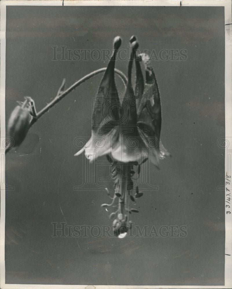 1961 Press Photo Wild columbine hummingbirds hillside - Historic Images