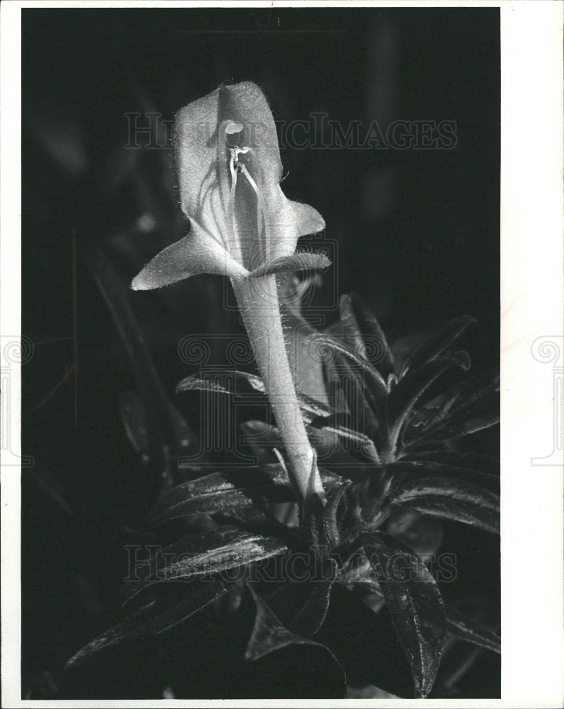1972 Press Photo Columnea Flower Goldfish Plant - Historic Images