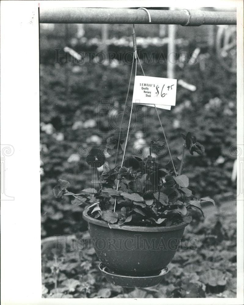 1961 Press Photo potted plant senrau&#39;s nursery - Historic Images
