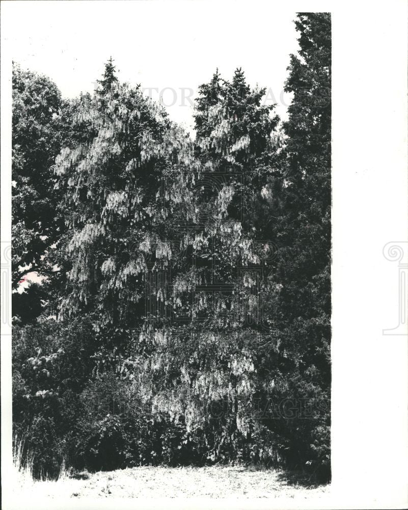 1983 Press Photo Wisteria Westcroft Gardens - Historic Images