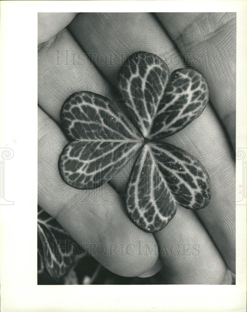 1984 Press Photo mcrtiana aureoreticulata flowers - Historic Images