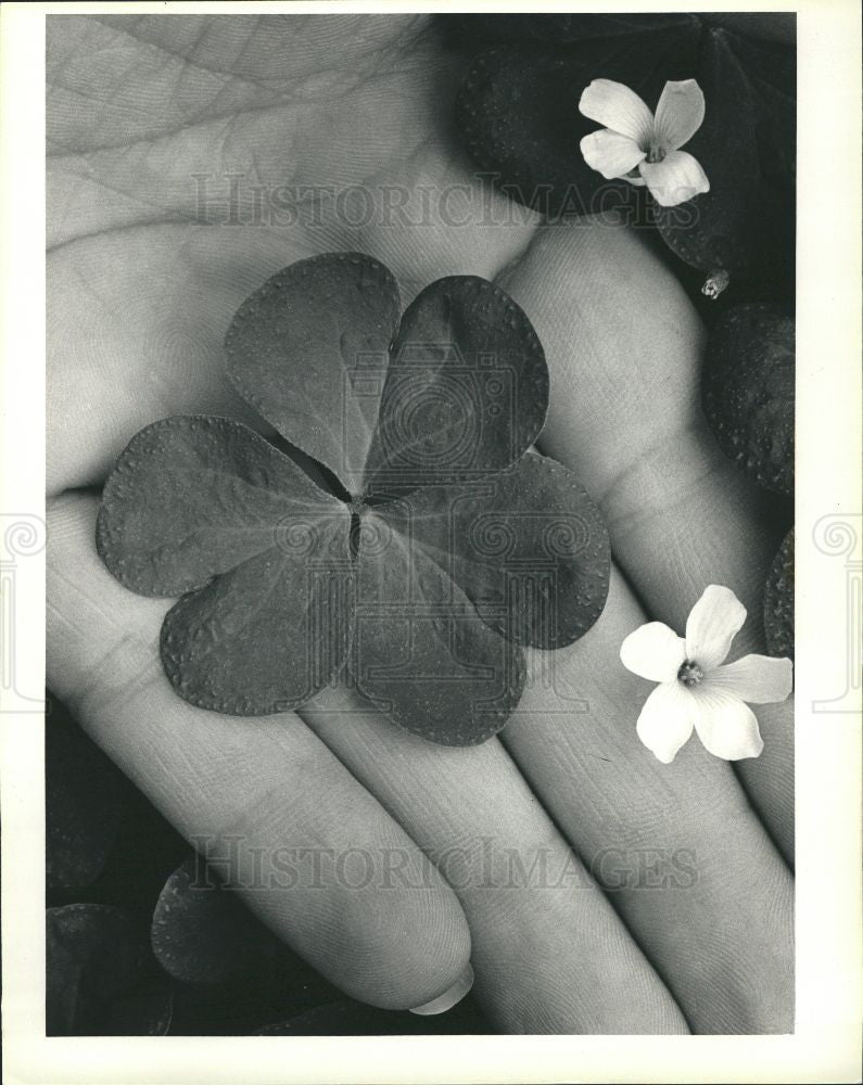 1984 Press Photo Rubra White Flowers Shamrock Webers - Historic Images