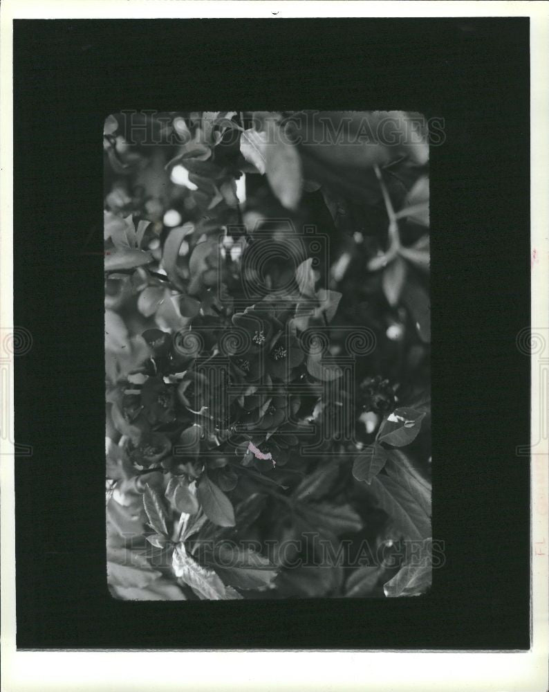 1984 Press Photo Flowering quince bush - Historic Images