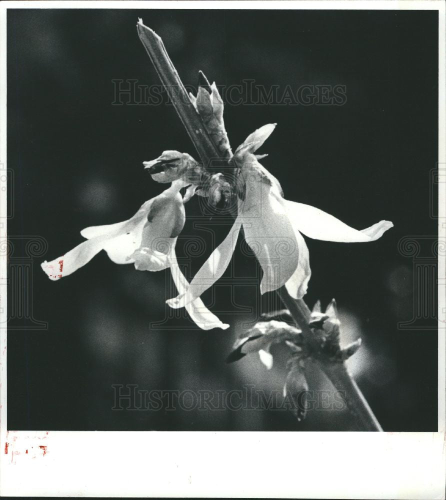1983 Press Photo Forsythia blossom yellow shrub sturdy - Historic Images
