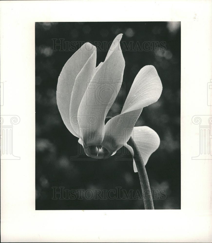1983 Press Photo Flower - Historic Images