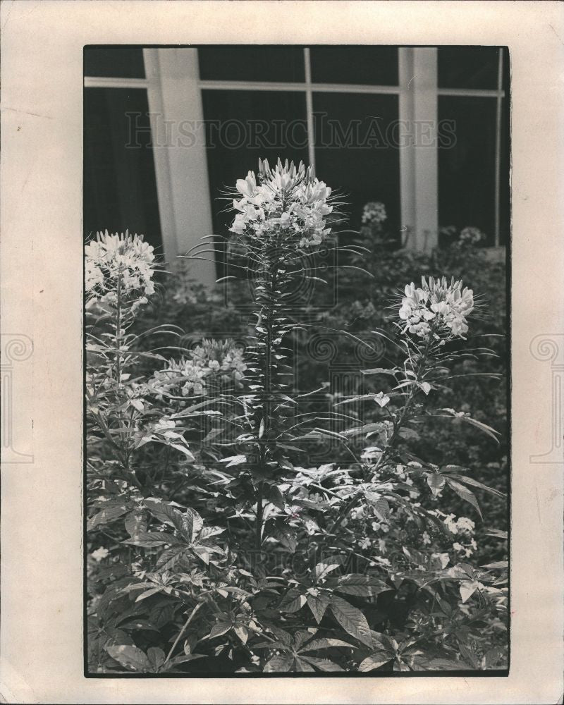 1985 Press Photo Spider Plant Flower Annual - Historic Images