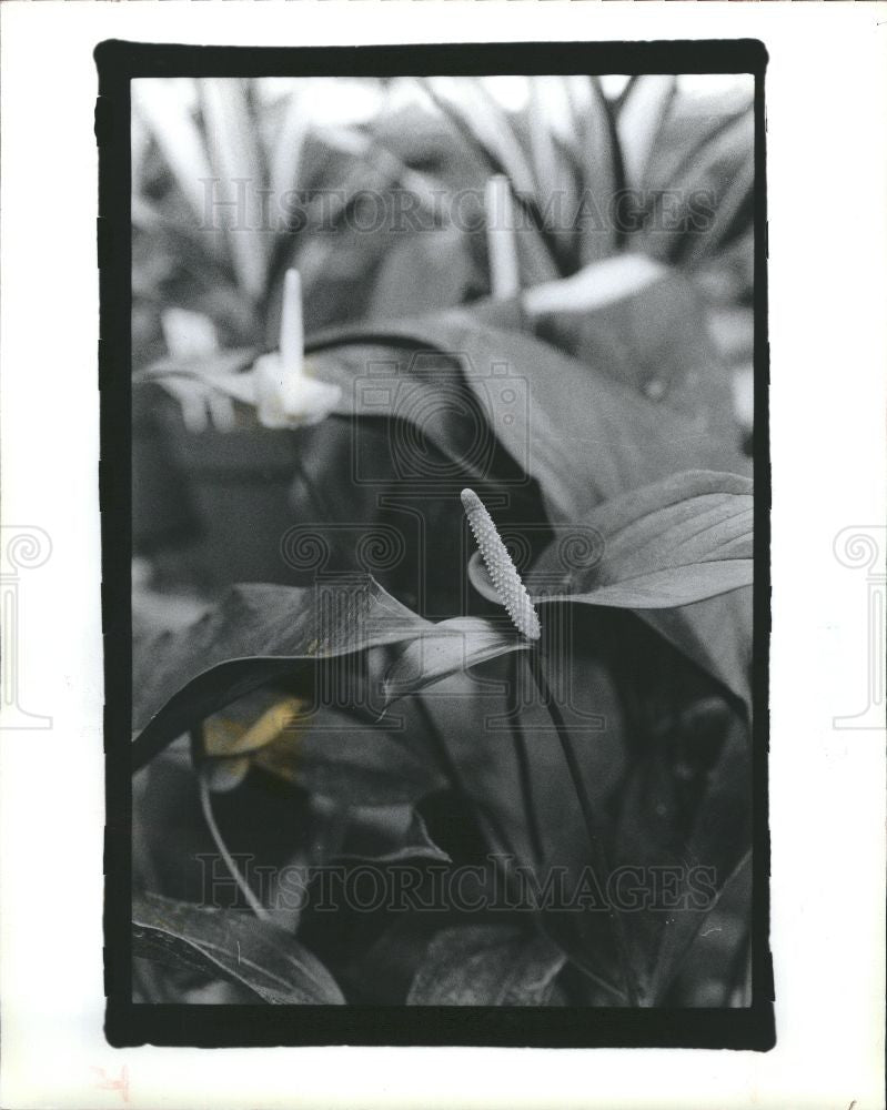 1990 Press Photo Flower-Anthurium - Historic Images