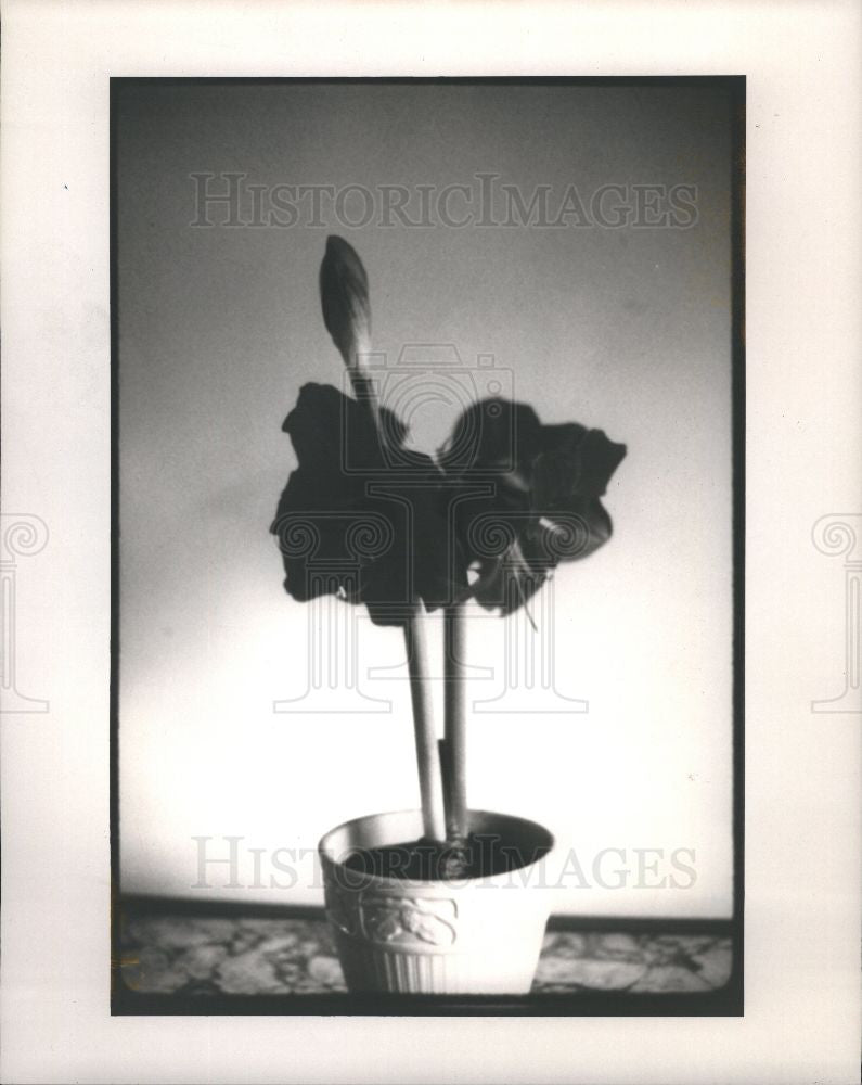 1989 Press Photo flowers homes - Historic Images