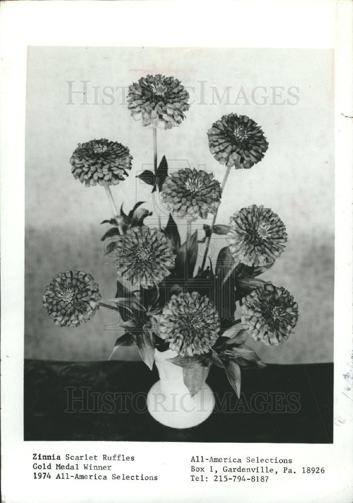 Press Photo Zinnia Flower American - Historic Images